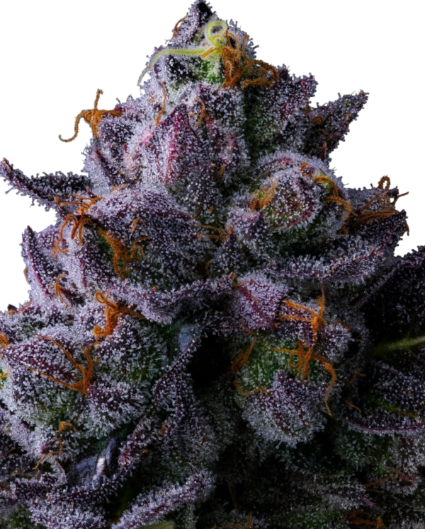Jokerz CLONE - Imagen 4