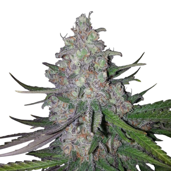 Critical Bilbo CLONE - Imagen 4