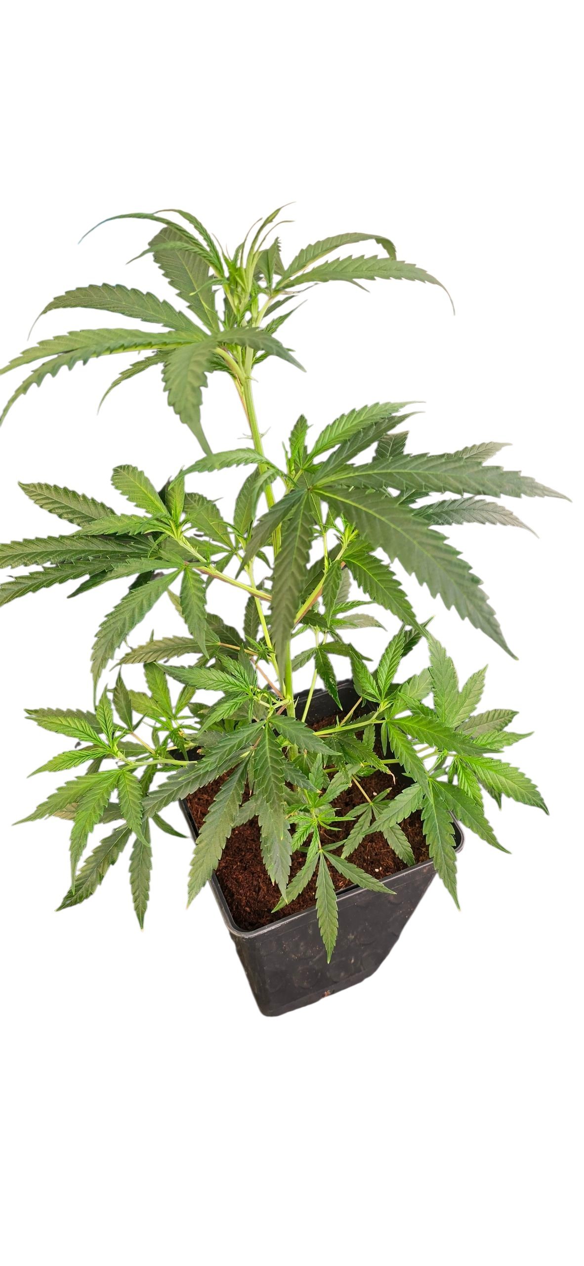 Amnesia Hy-Pro CLONE - Imagen 5