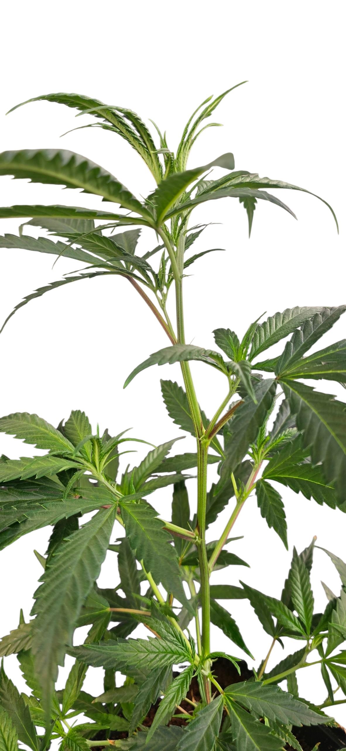 Amnesia Hy-Pro CLONE - Imagen 4