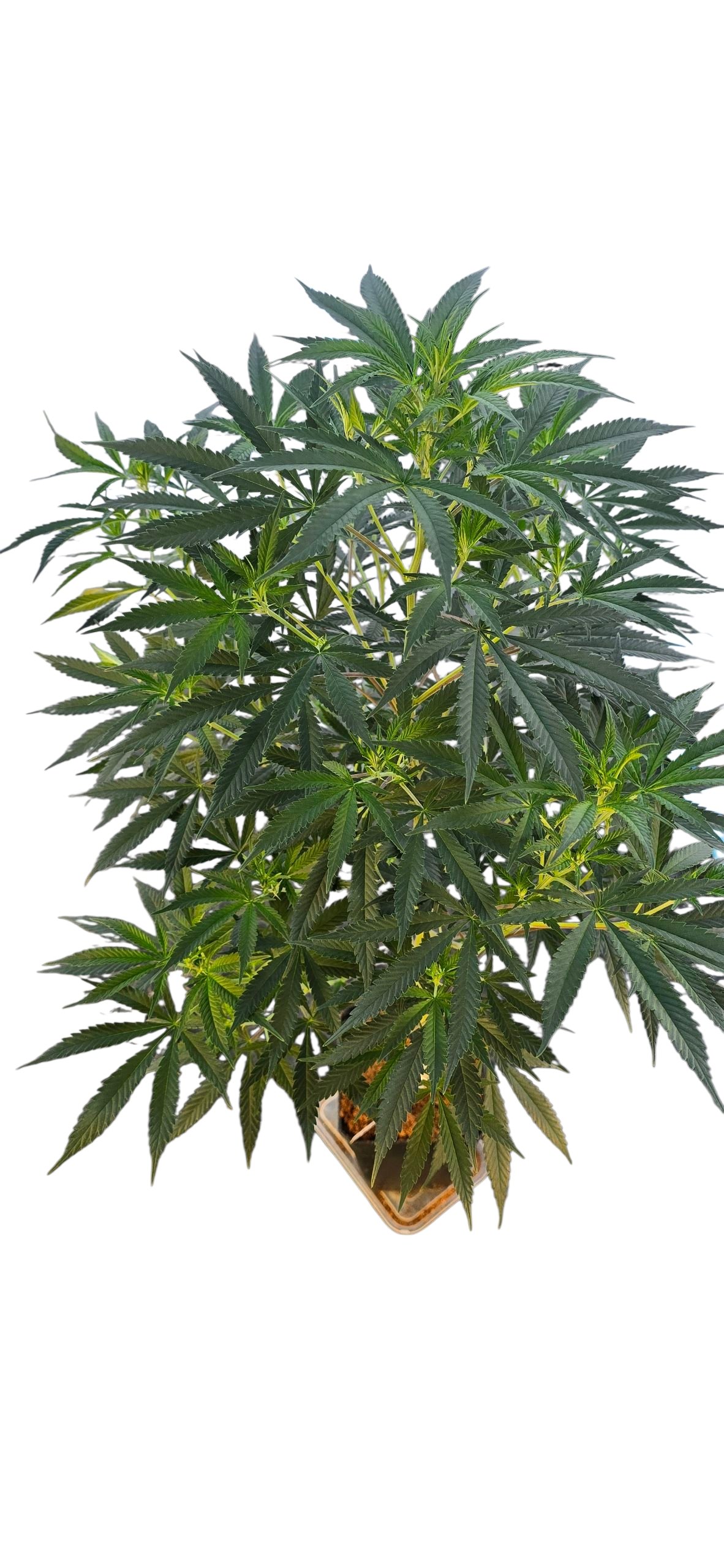 Critical Bilbo CLONE - Imagen 5