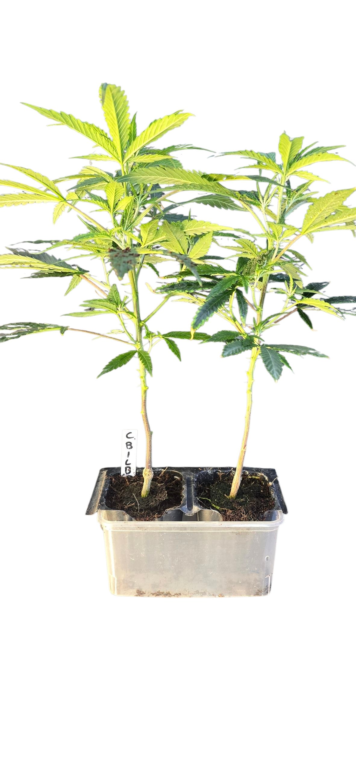 Critical Bilbo CLONE - Imagen 4