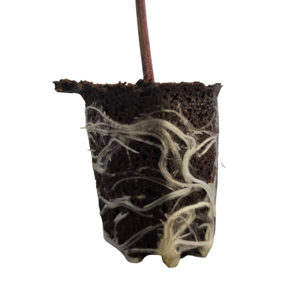 raiz de clone en plug