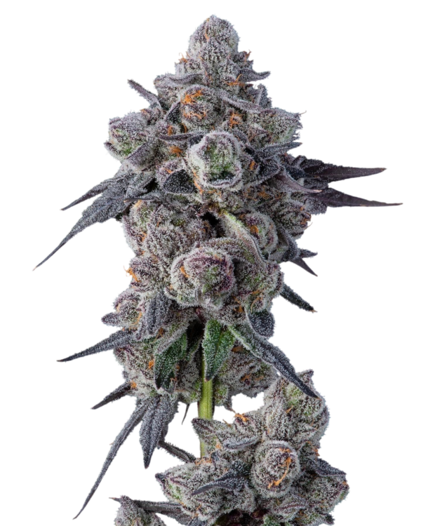 Mellowz CLONE - Imagen 5