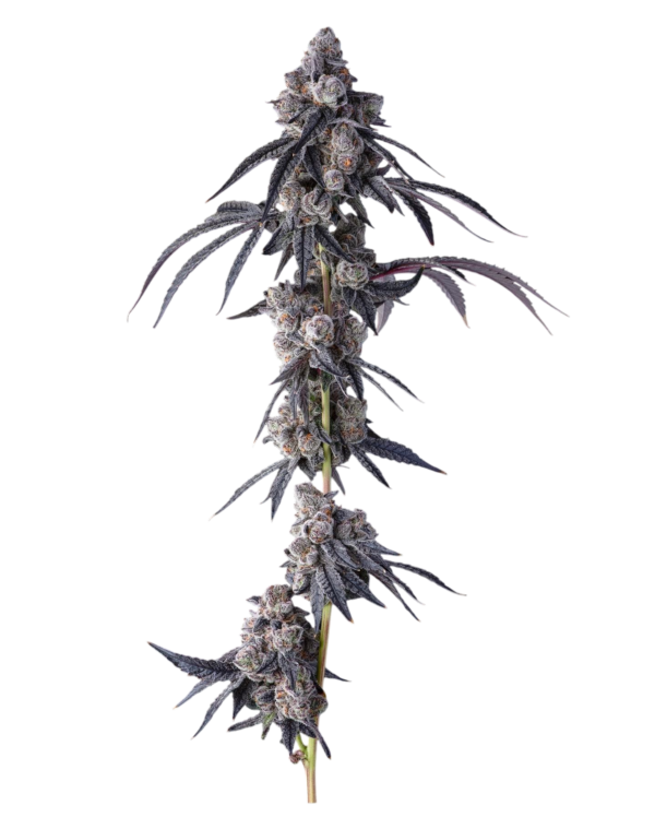 Mellowz CLONE - Imagen 4