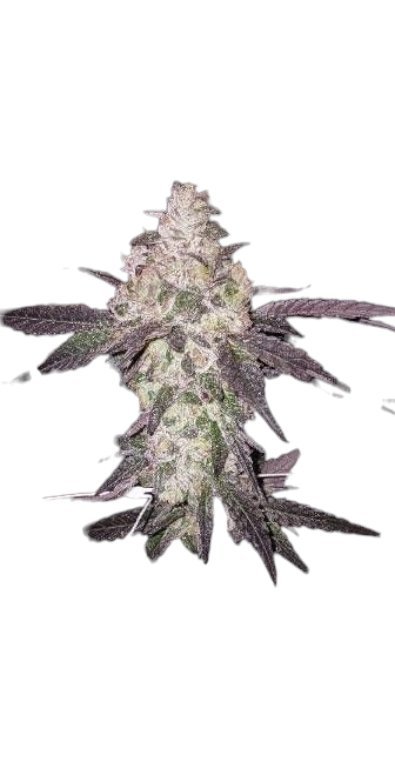 Sherb Cream Pie CLONE - Imagen 5