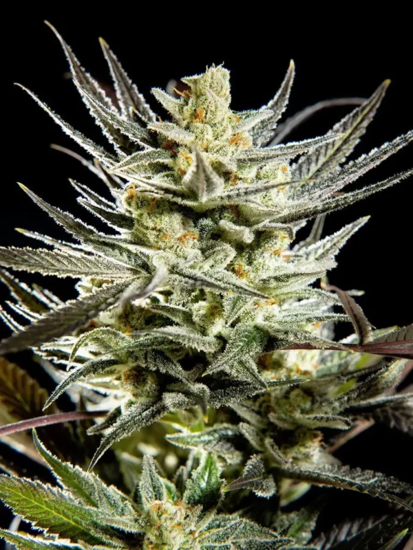Fruity Jack CBD CLONE - Imagen 4