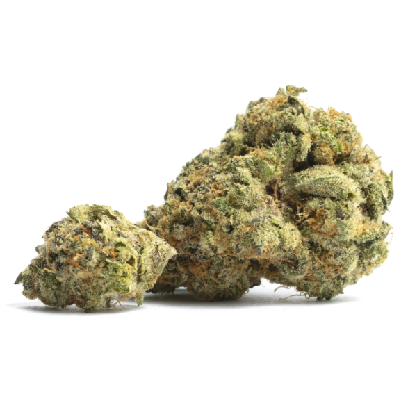 Gelato 45 Esqueje