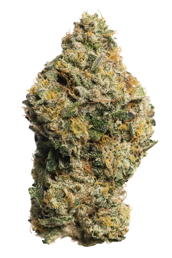 Banana OG CLONE - Imagen 4