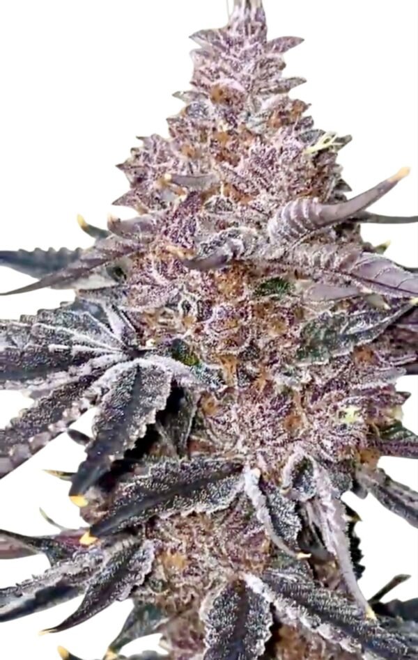 Sherb Cake CLONE - Imagen 4